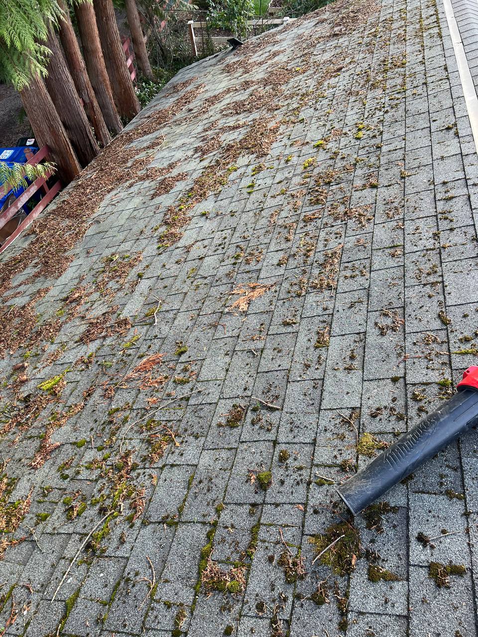 Mossy roof being cleaned in Seattle